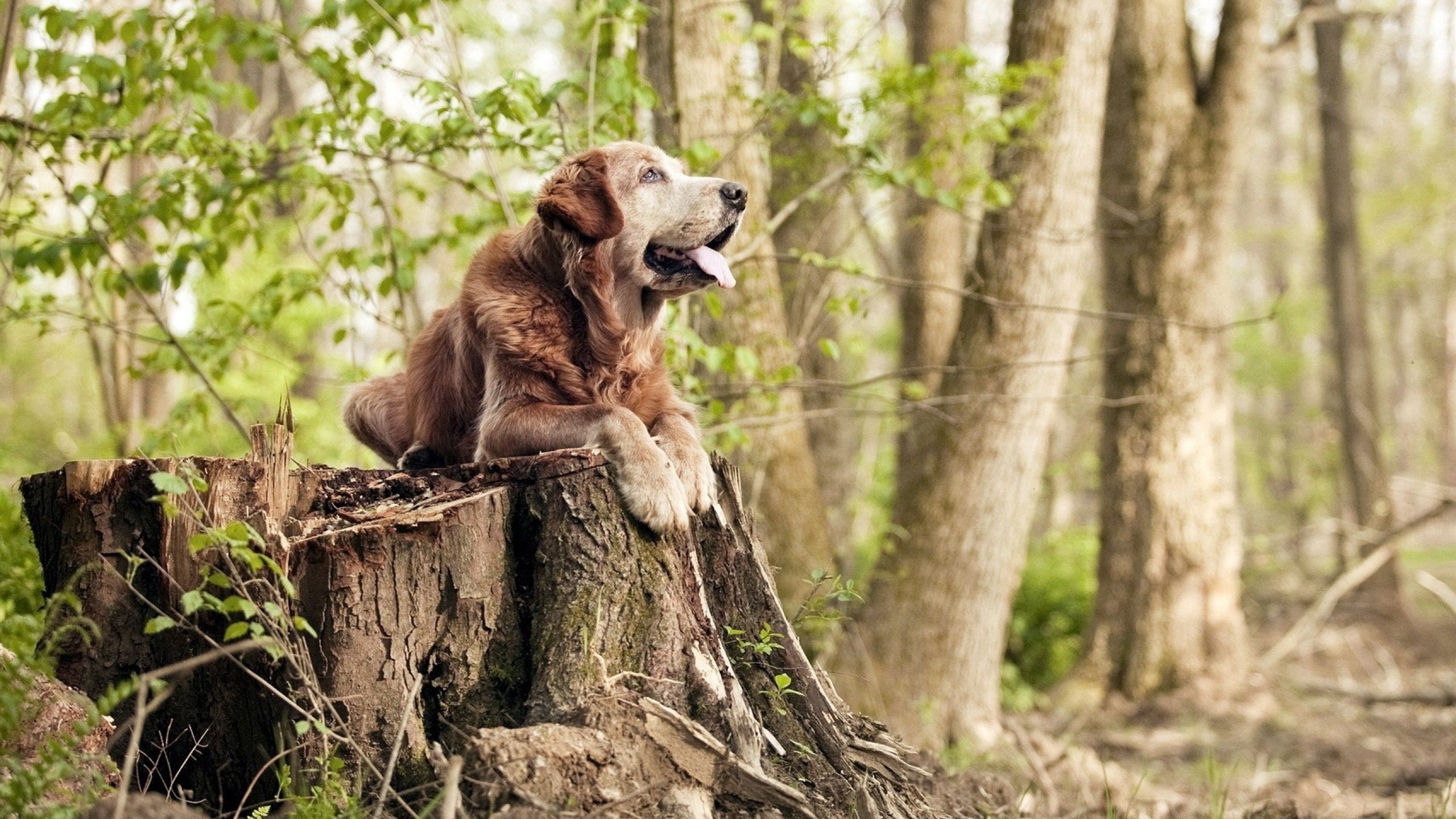 秩序颠覆之夜，红牛二队完胜法拉利，汉密尔顿状态火热书写传奇