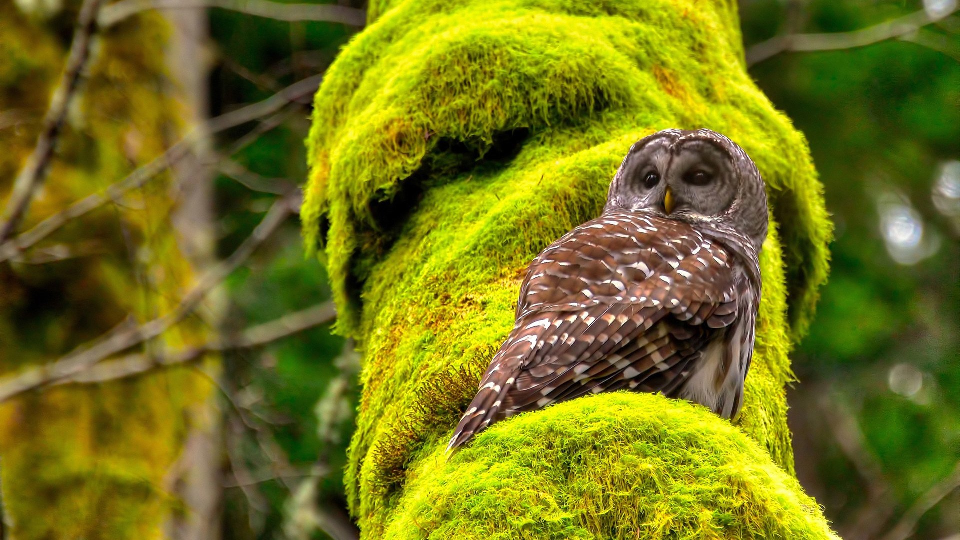 雨幕下的逆袭，索伯灰姑娘力克红牛巨人，汉密尔顿激情引爆赛场