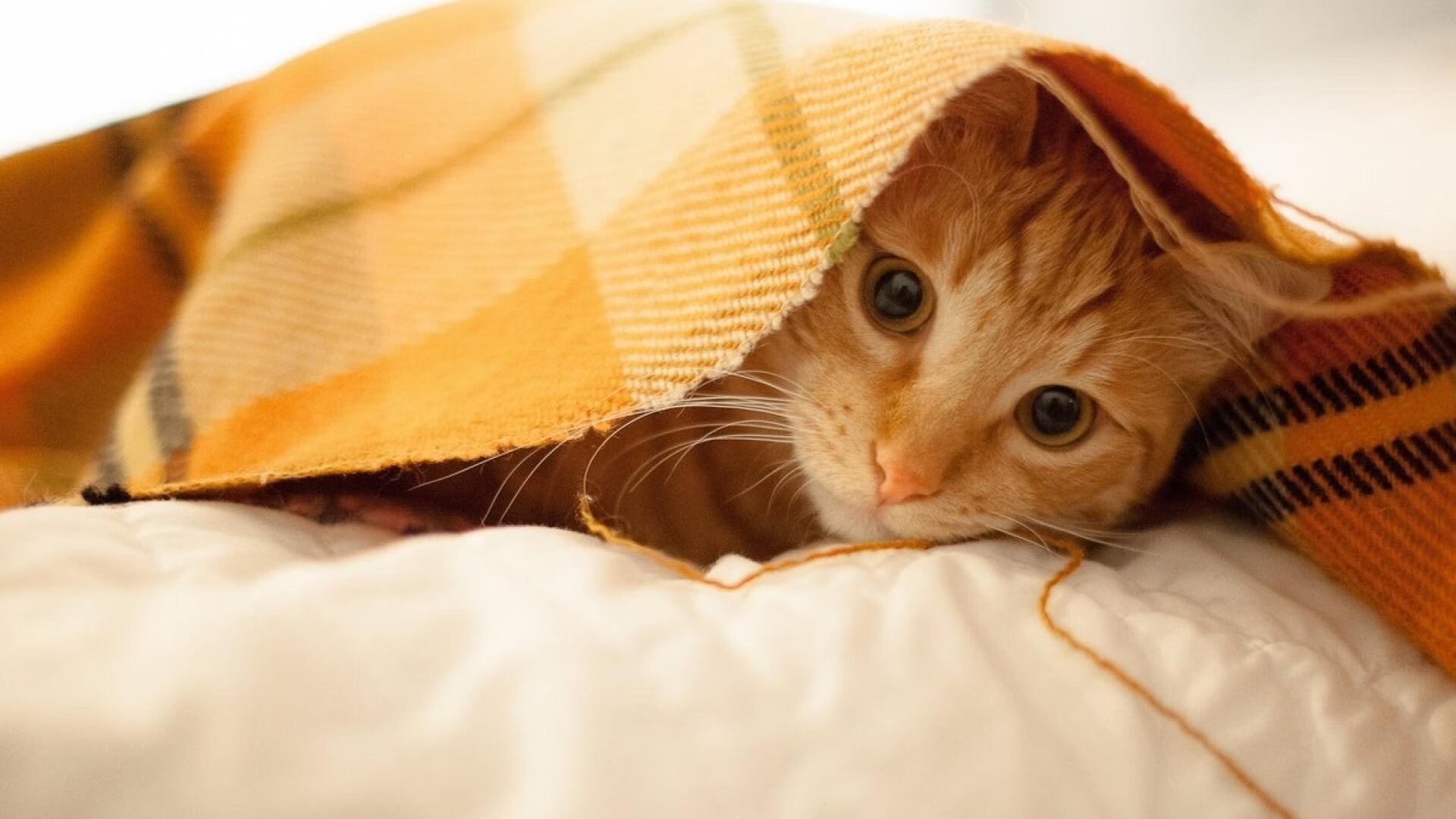 鏖战东方，当快船驶入珠江，库里之火点燃广州之夜