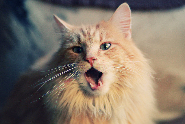 波尔魔术师之夜，法国队逆流而上，英格兰黯然退场