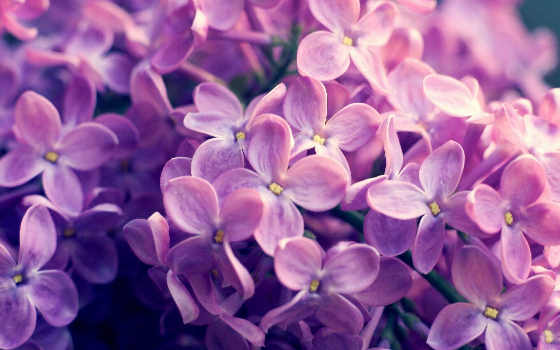 欧洲战场的横扫与亚洲战场的涅槃,胜利,是横扫对手,更是击败自己