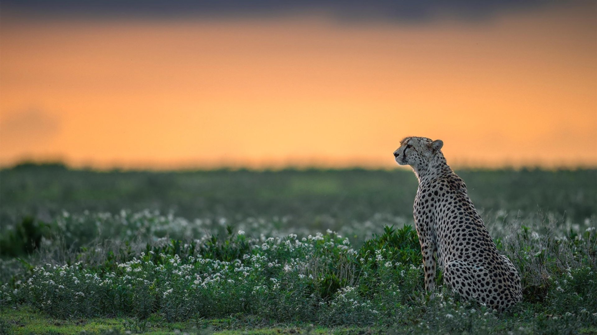 最后一棒的重量,阿尔卡拉斯用年终之力击穿温网,扛起一个时代的交接