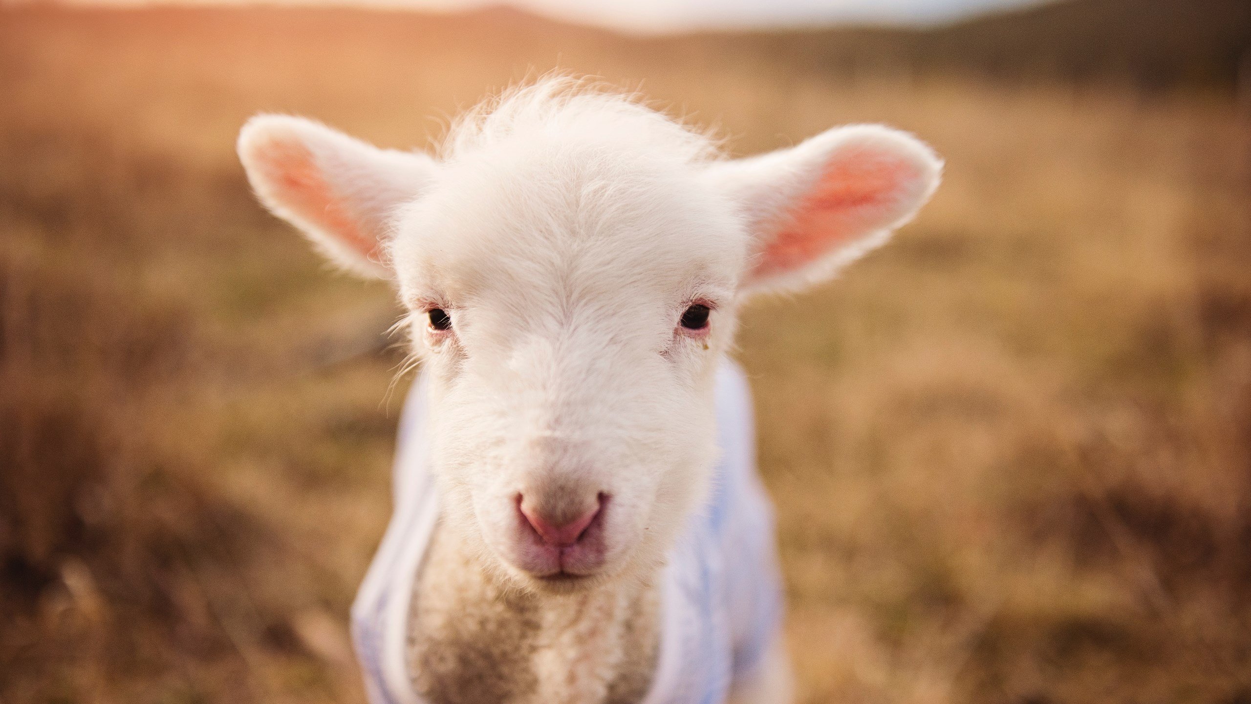 篮网完胜湖人启示录，锡安·威廉姆森，现代篮球的巨人屠夫
