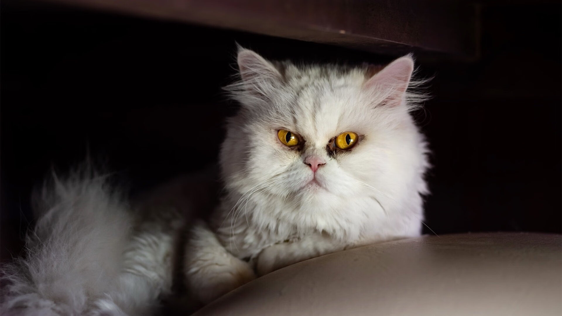 当独行侠遭遇东方旋风,哈利伯顿在越级试炼中完成巨星认证