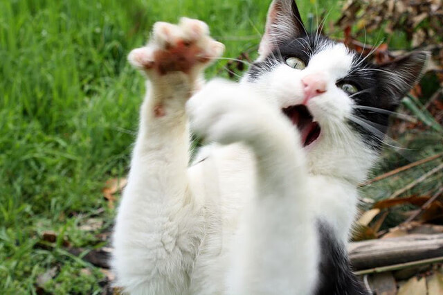 历史回音中的绿茵审判官,当佛罗伦萨的节奏赋格遭遇埃及混沌序曲,范戴克如何成为时空秩序的执钥者