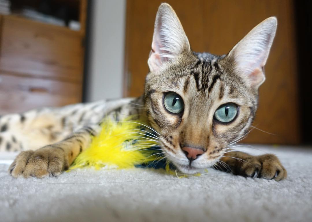 防守的雕塑与逆转的油画，当赖斯锁死时空，塞维利亚涂抹枫叶