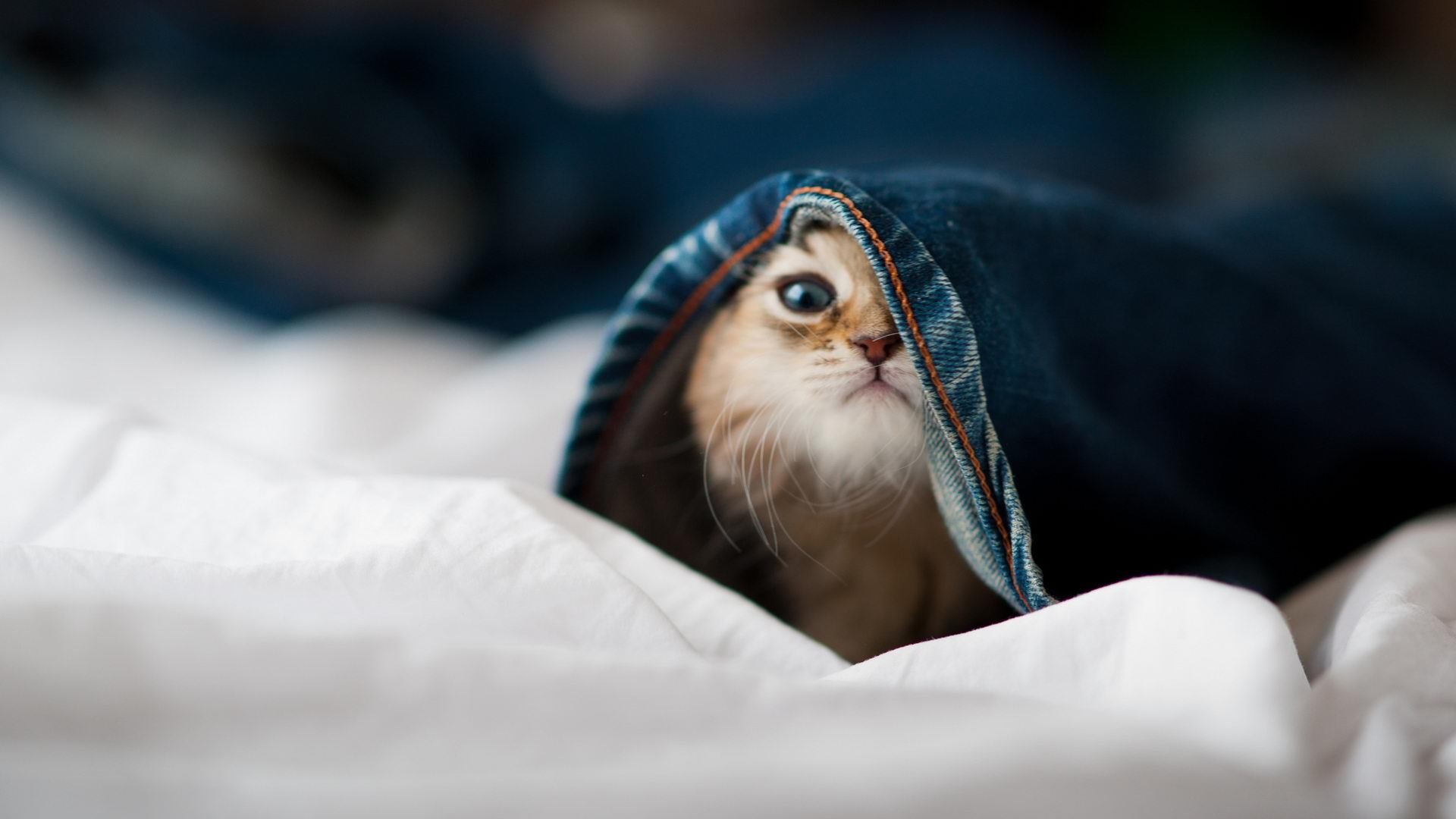 布伦森的节奏诗篇,当新疆广汇遇见夏洛特黄蜂的时空幻想