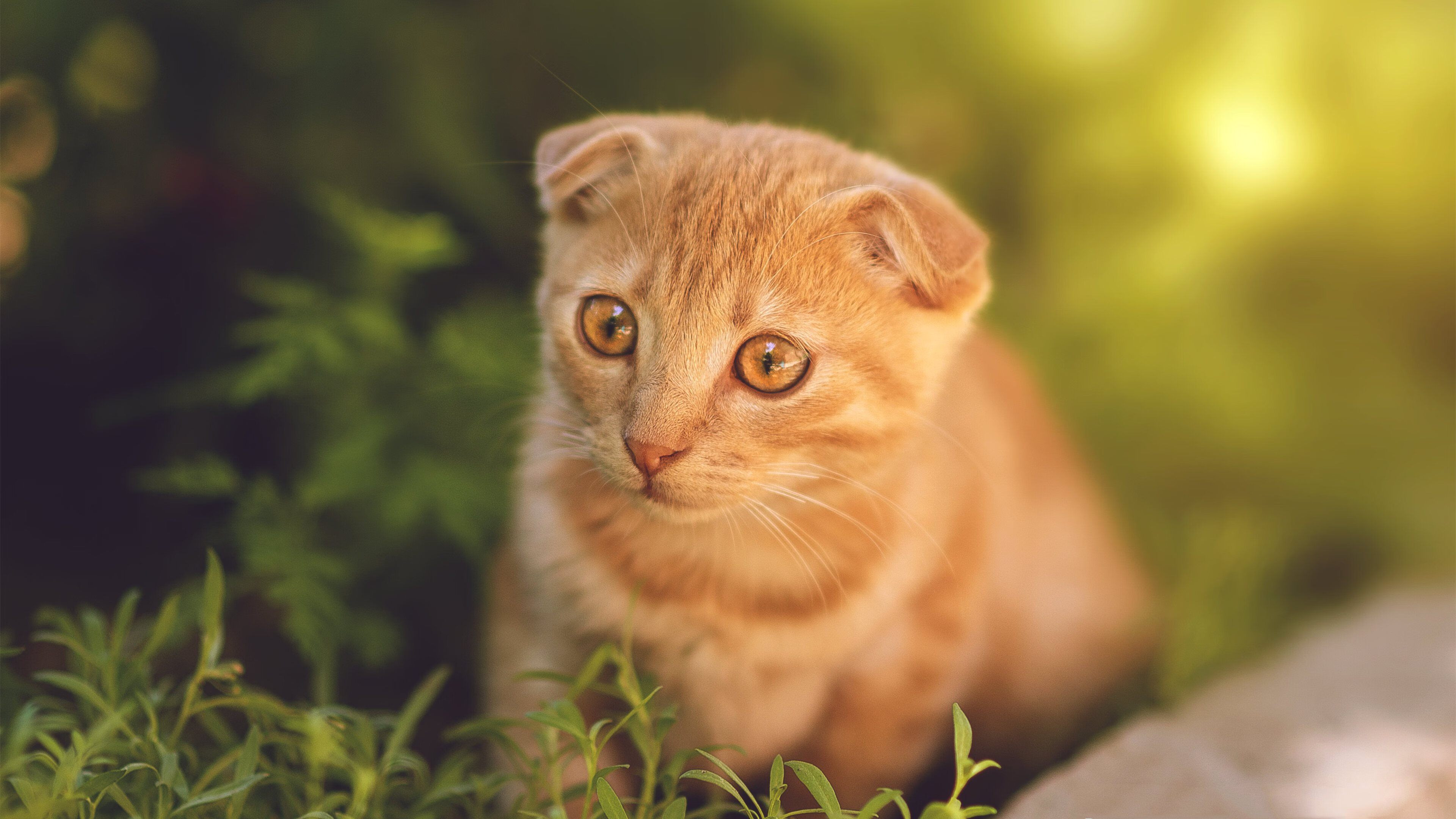 欧冠决赛焦点战,当步行者于绿茵棋盘上彻底粉碎国王的权杖