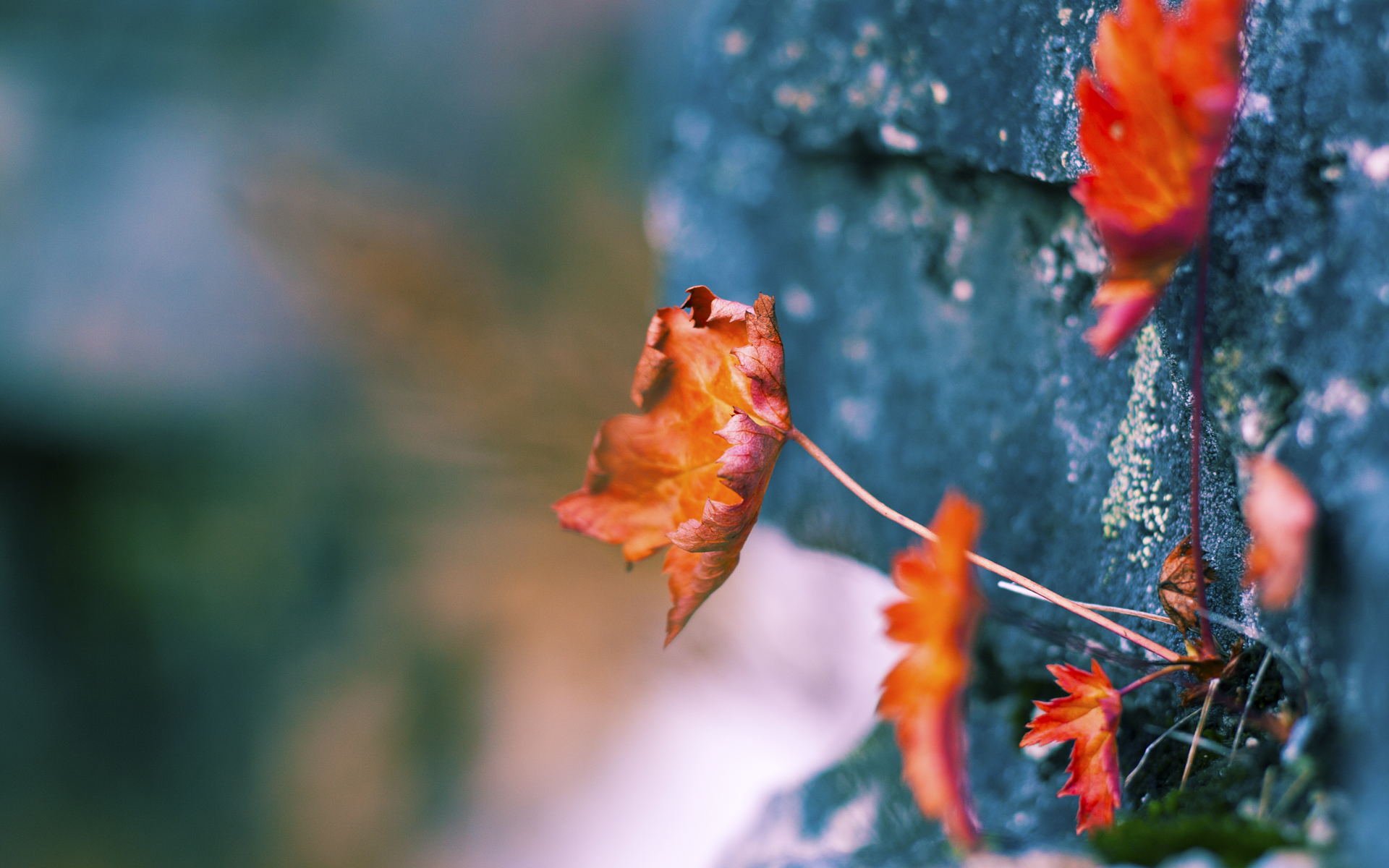 双重战场，从波哥大到波士顿的征服者叙事