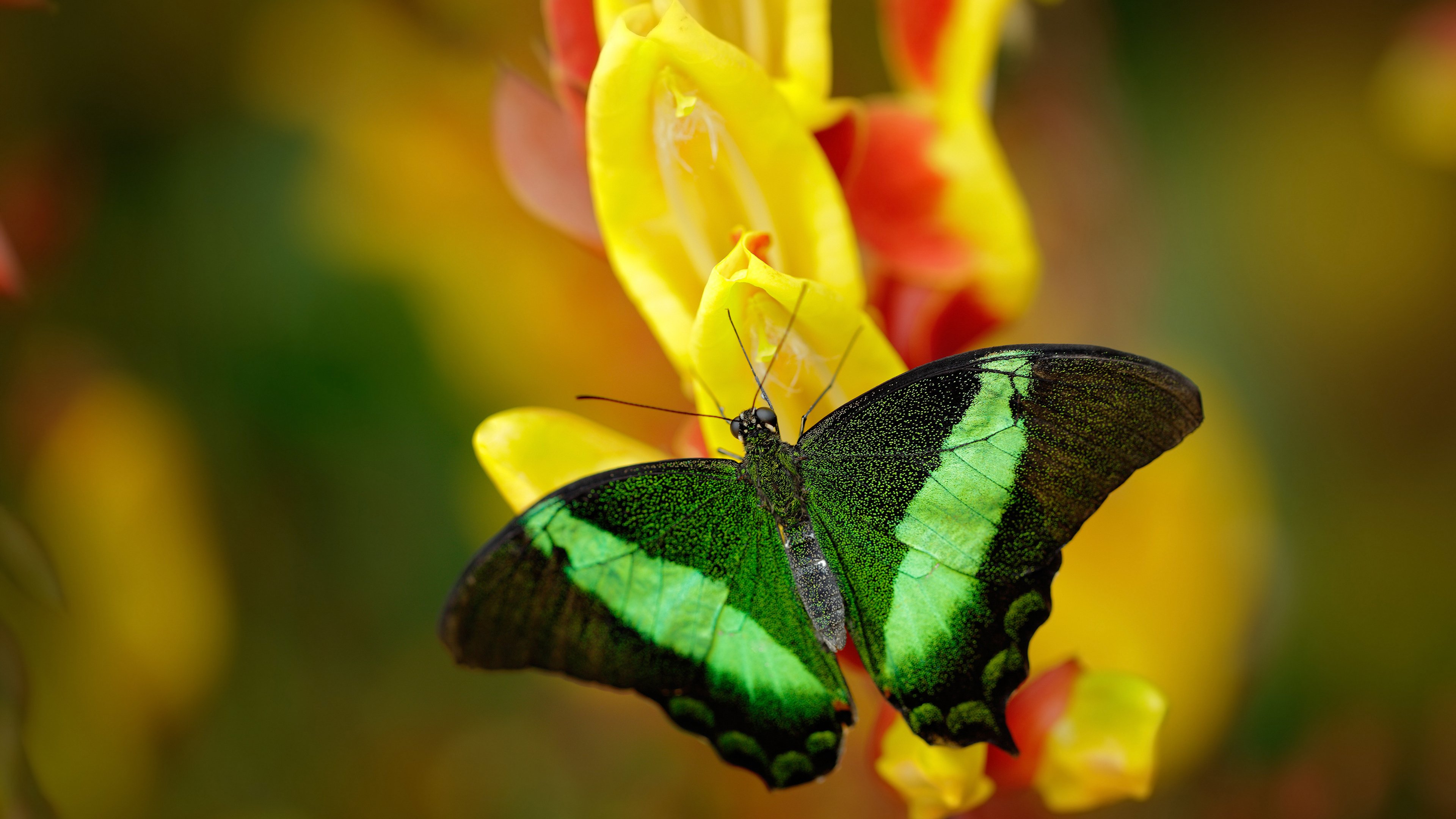 冰岛钻头打穿中国地热禁区，法国工程师门迪成为破壁关键先生