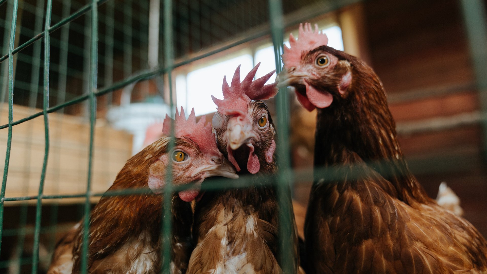 关键先生布伦森！上海力克北京的背后，是默默打了所有人的脸