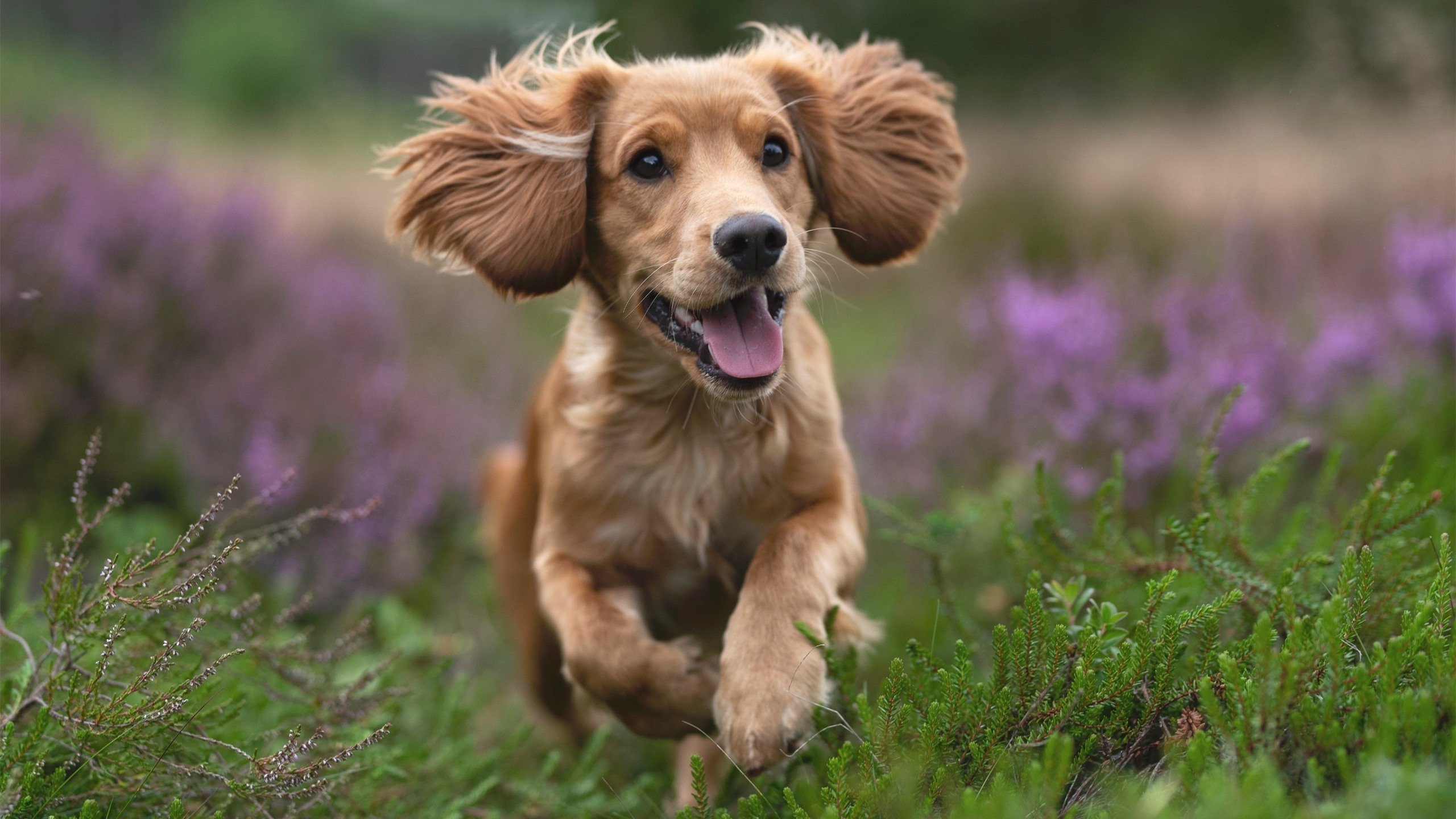 跨界之王,当篮球统治力征服两个世界—国王击溃开拓者,字母哥在意甲赛场的降维打击