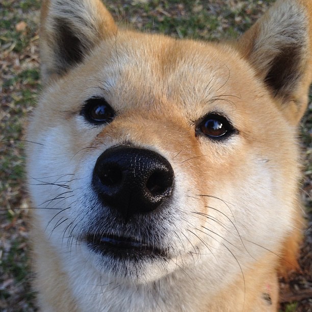 长城与玫瑰的对决,记2009年火箭正面击溃开拓者的经典一役