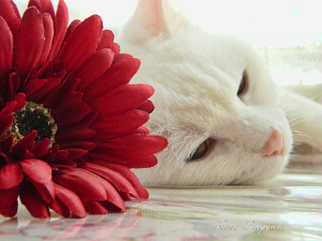 没有杜兰特的杜兰特之战,雄鹿VS湖人如何成为联盟的镜像寓言